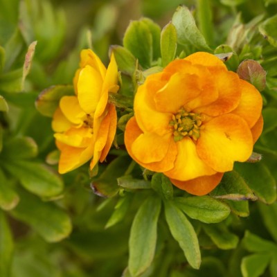 Potentilla Marmalade C2